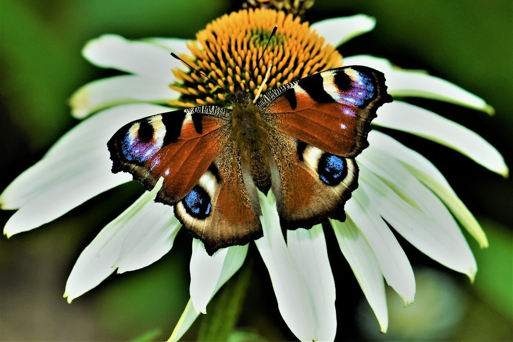 Бабочка на цветке