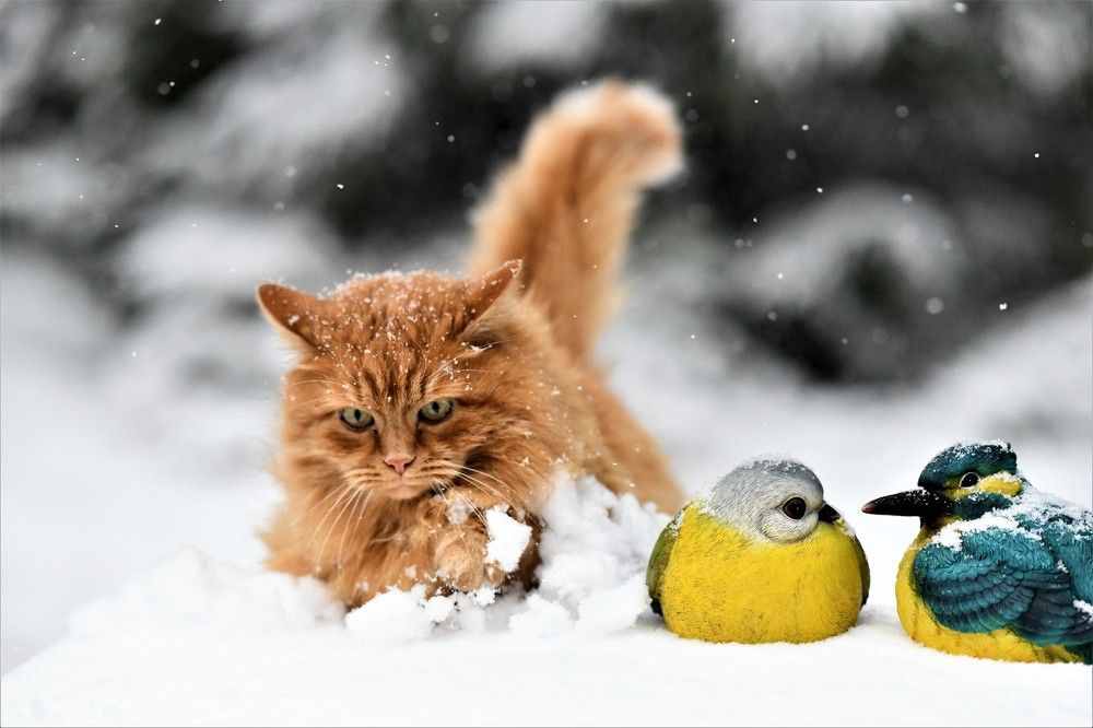 Рыжик в снегу