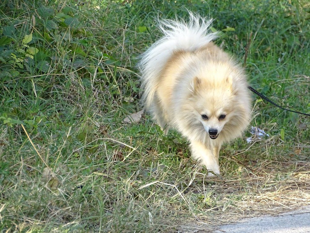 На воля по тревата!