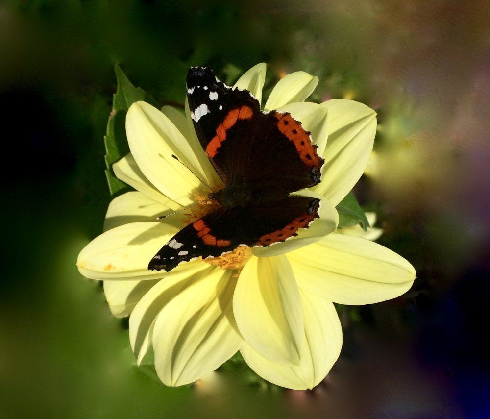 Photograph by Татьяна Белгарокова