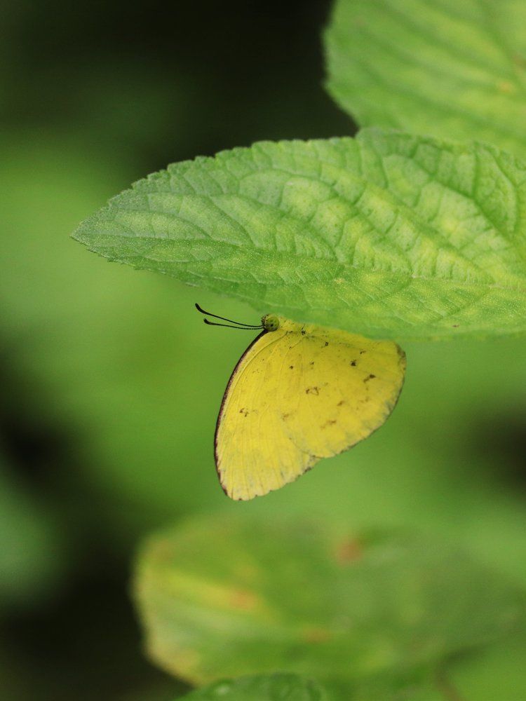 contrast of the nature