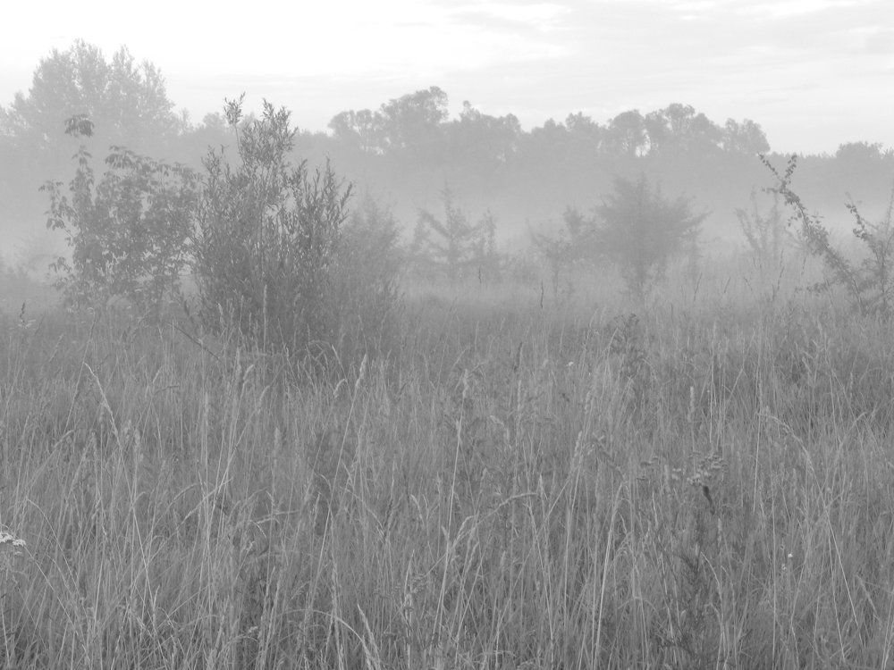 Черно-белый туман. Black and white fog.