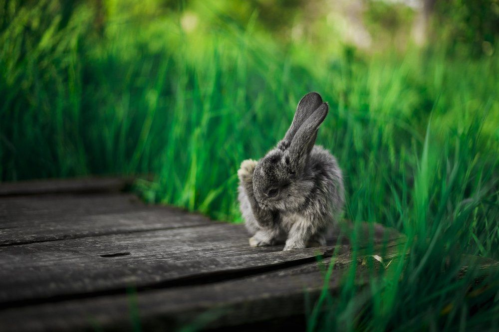 Фотография автора Илья Колодрибский