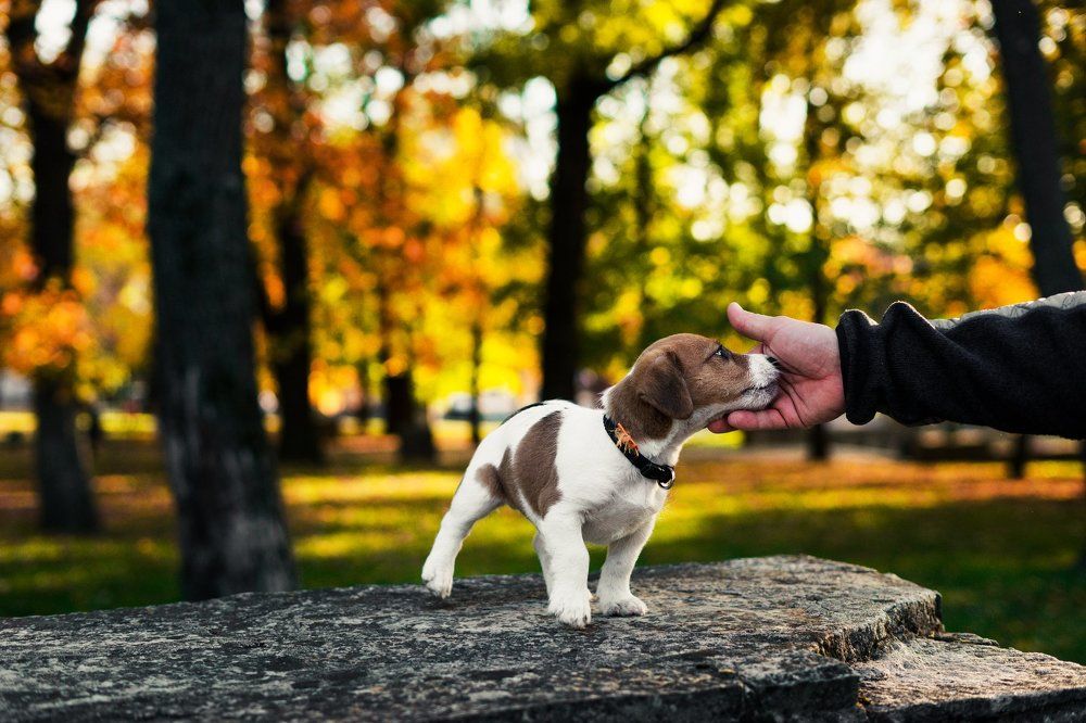 Фотография автора Илья Колодрибский