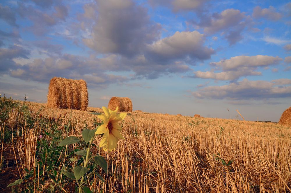 наперекор судьбе...