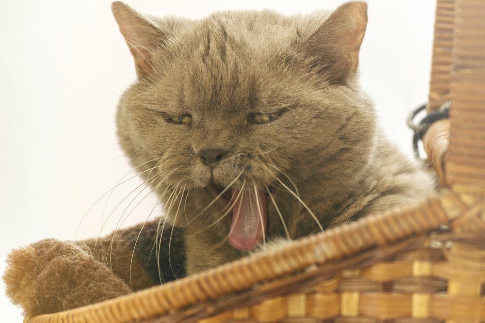 Yawning cat