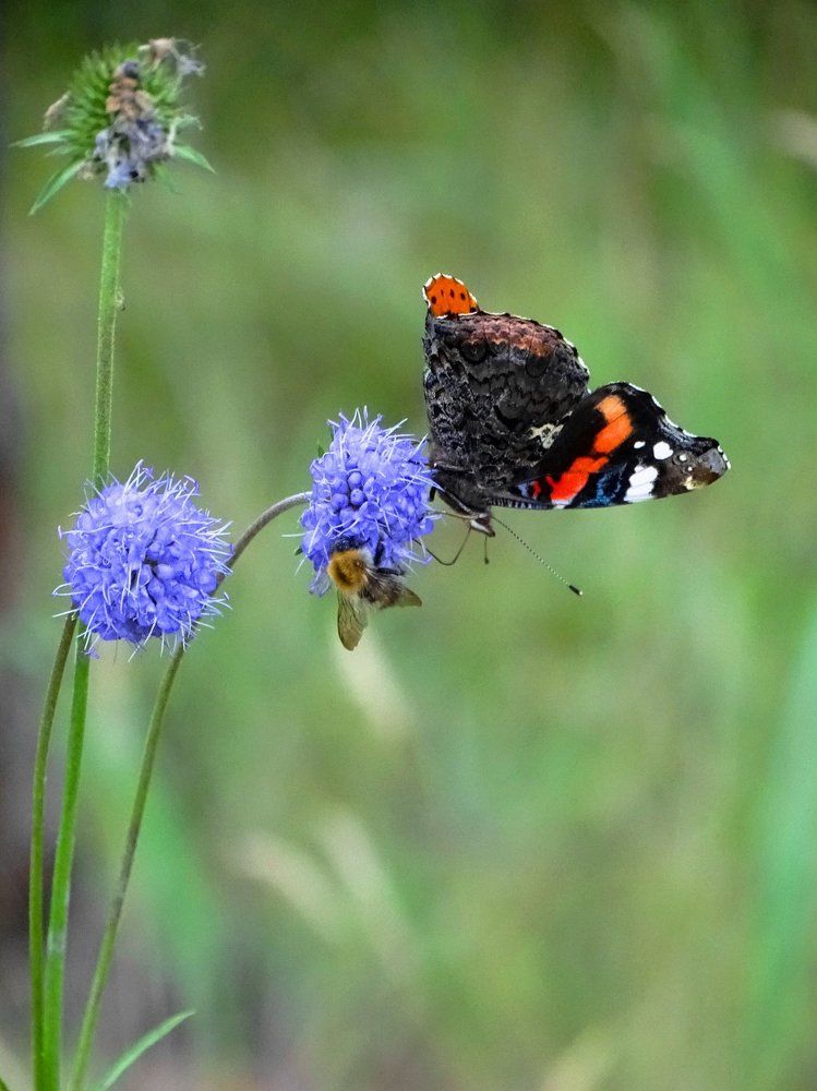 Безопасное соседство
