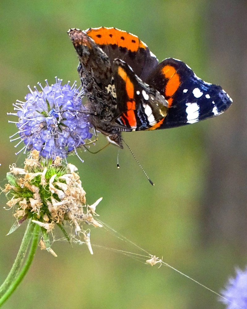 Бабочка - канатоходец.