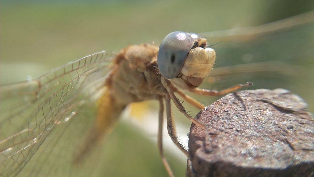 Dragonfly