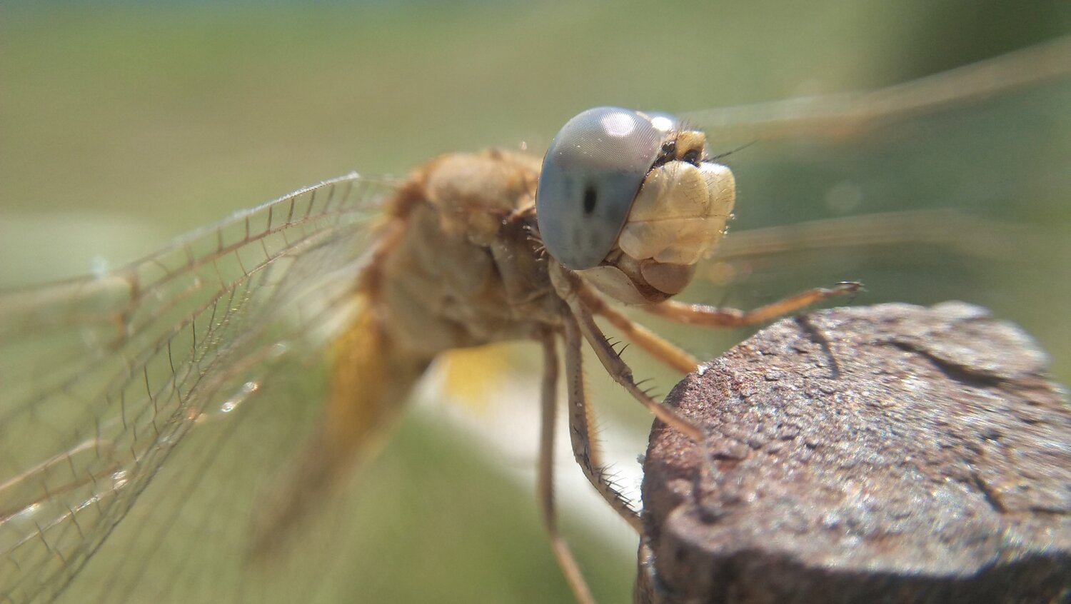 Dragonfly