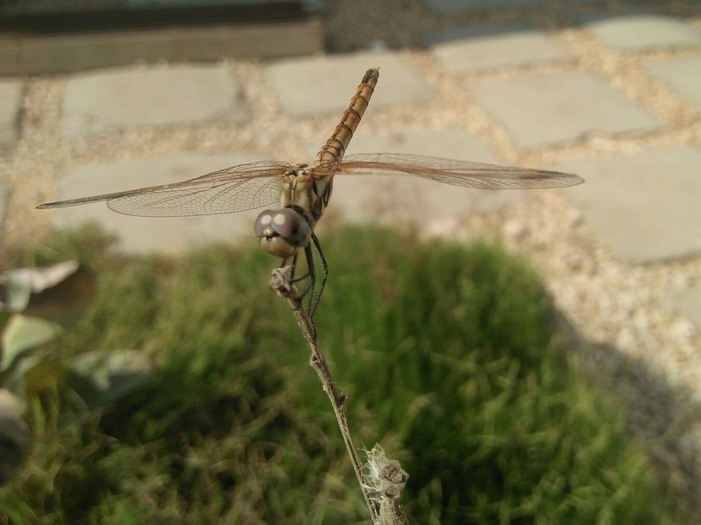 Photograph by Sayed Hagras