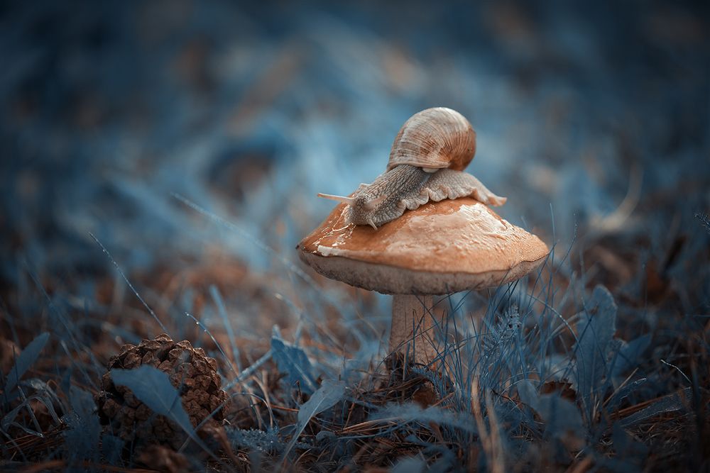 в сказочном лесу