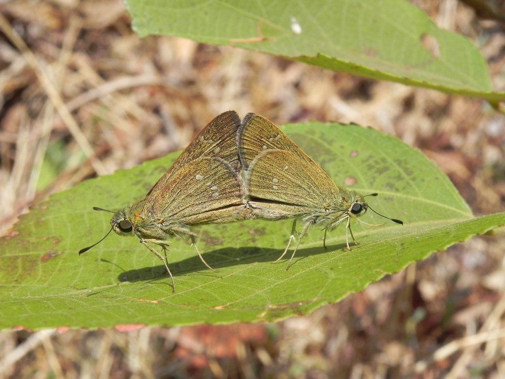 Butterfly Mating