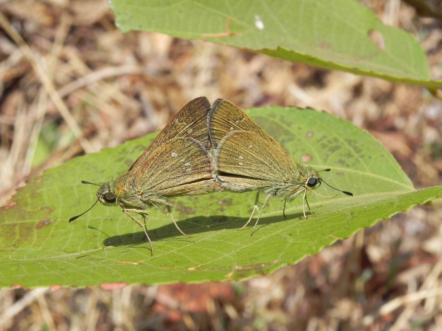 Butterfly Mating