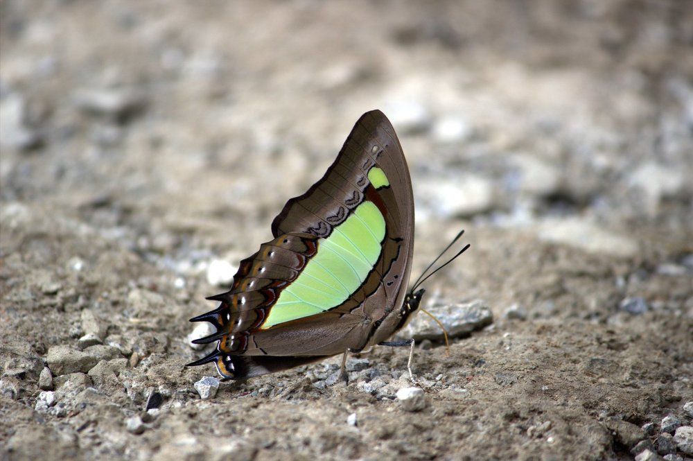 Common Nawab basking