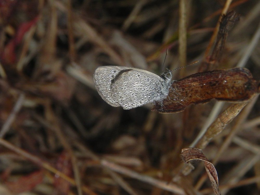 Diamonds on the tiny grass blue