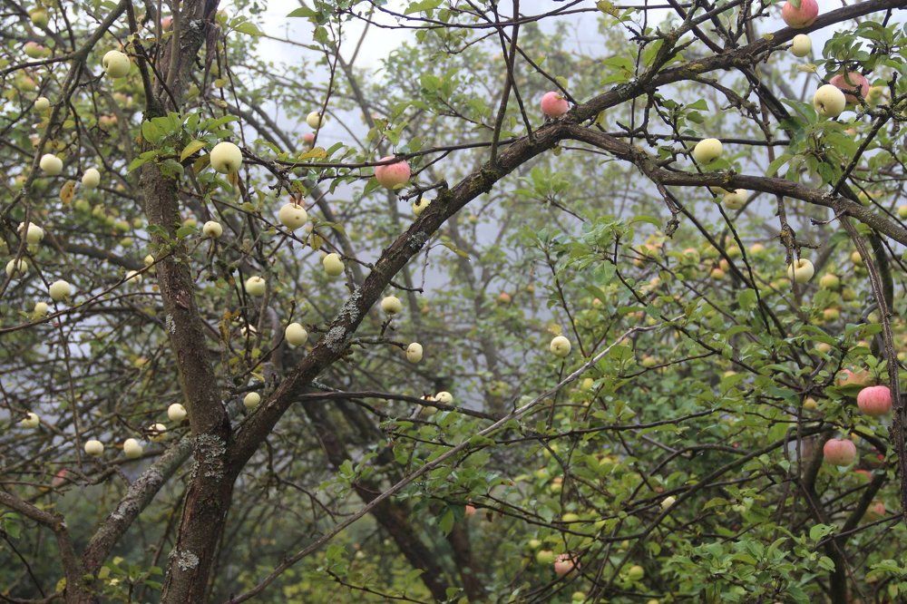 Утренний туман