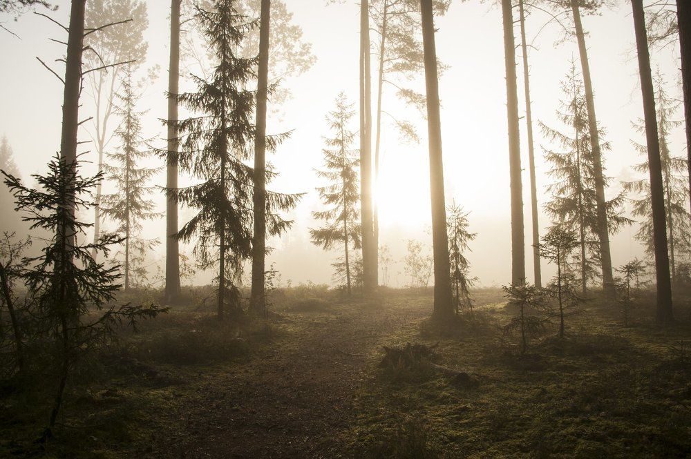 misty morning in a wild forrest