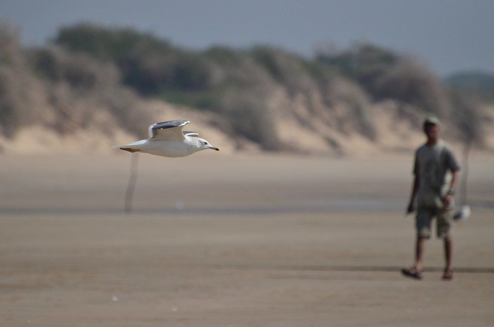 The gull observed on a beach in Gujarat