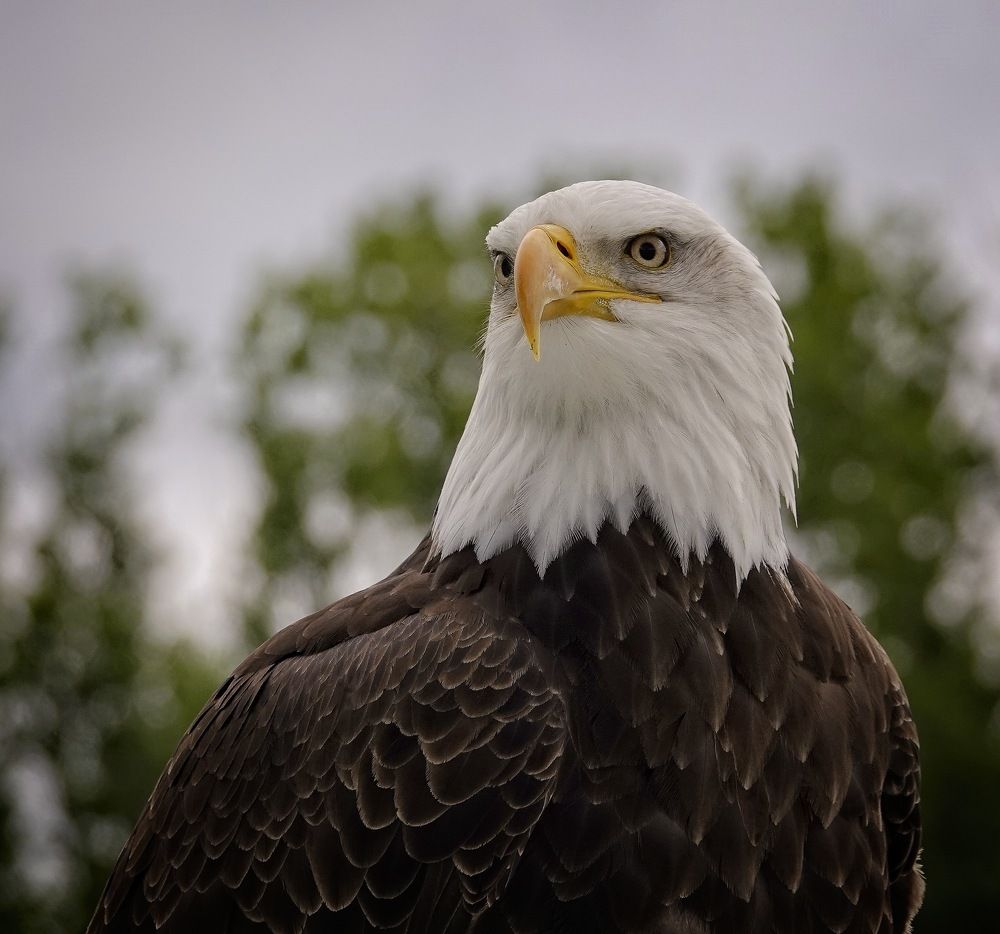 Portrait of Bald Eagle