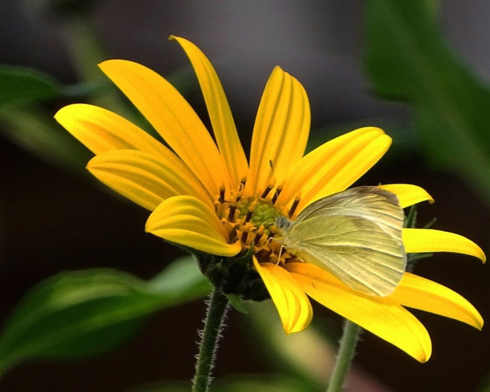 Топинамбур - родной дом для бабочки