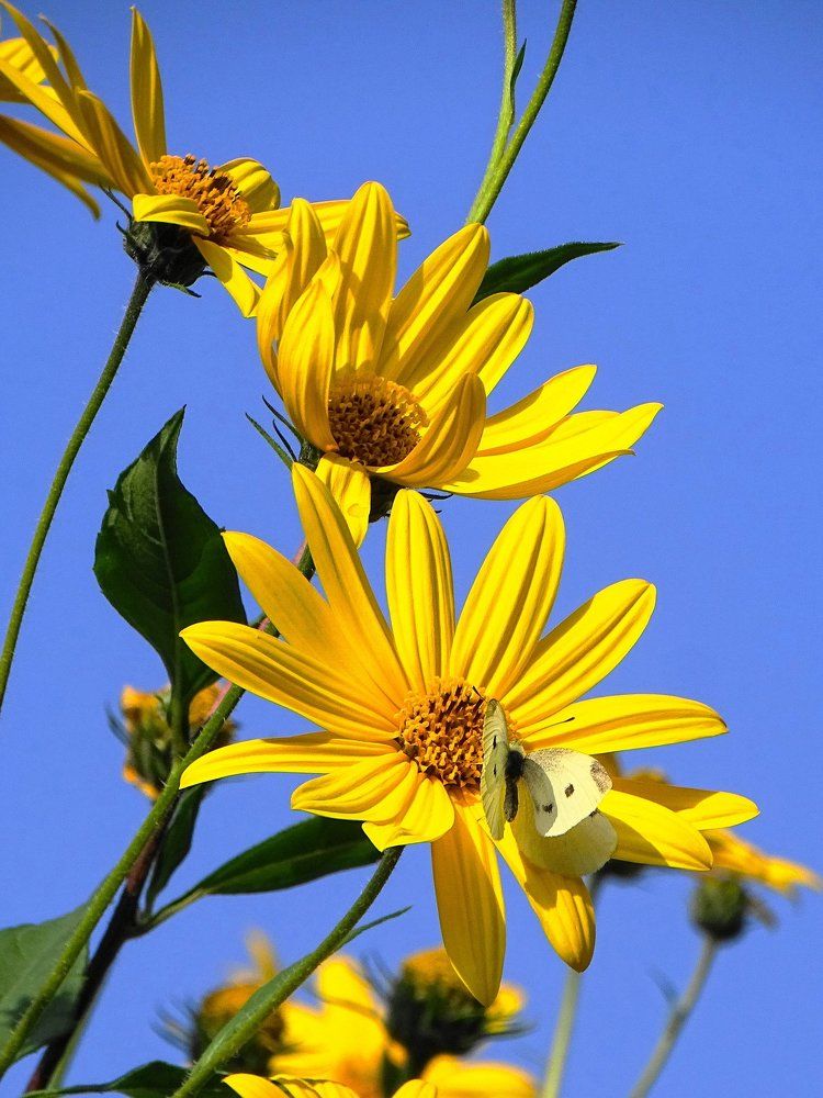 Взаимная любовь ( топинамбур  и бабочка)...