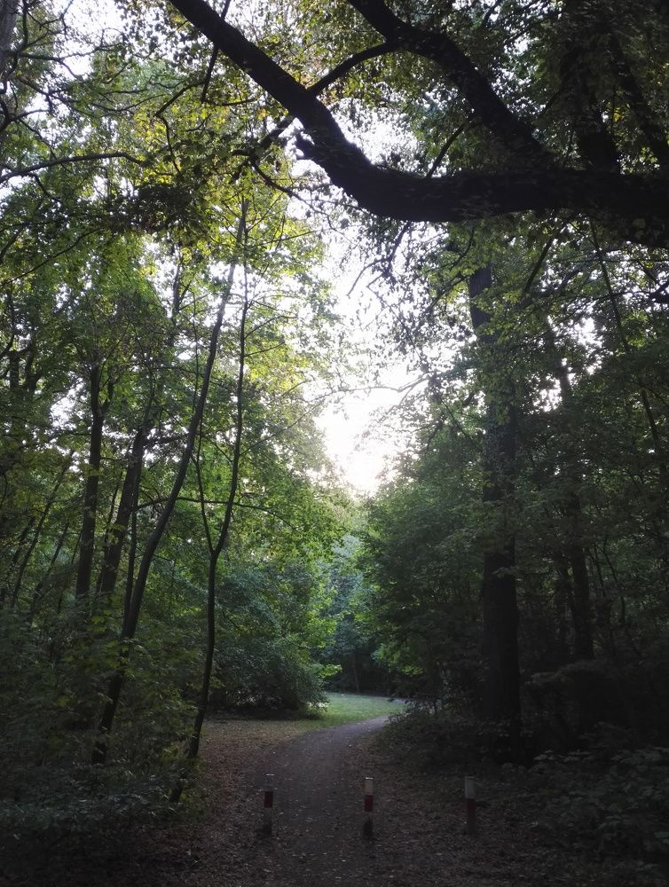 Road to infinity in the forest...