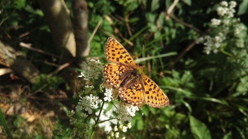 Photograph by Галина