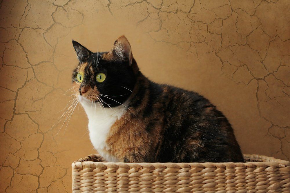 Кошка в лукошке