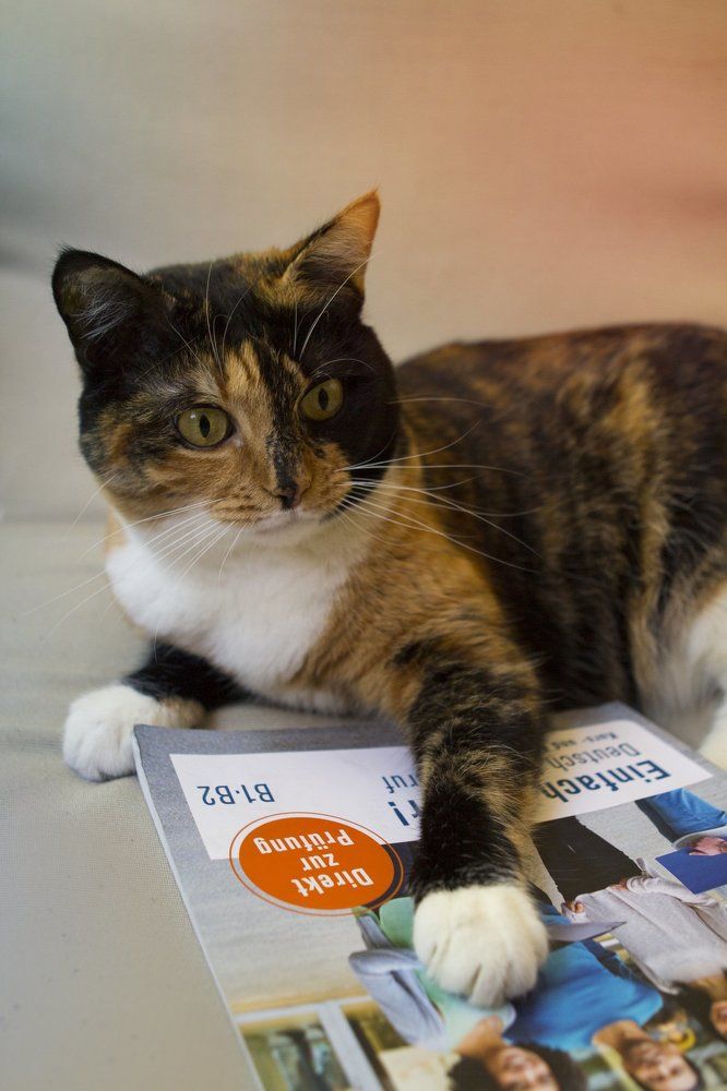 Кошка с книгами