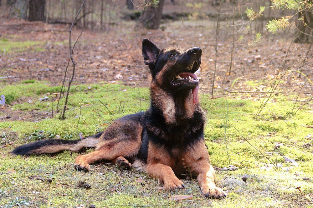 Медитация по собачьи