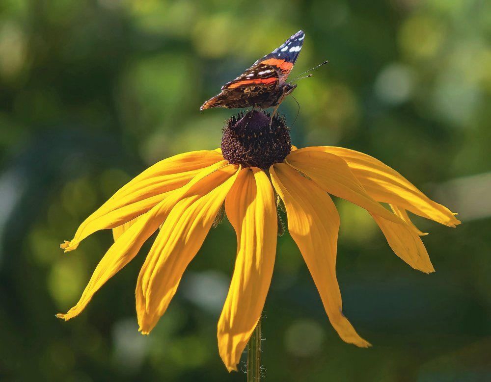 Я на солнышке сижу