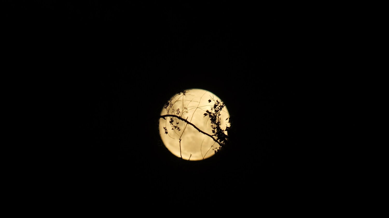 Arboles comunicando mensajes lunares.