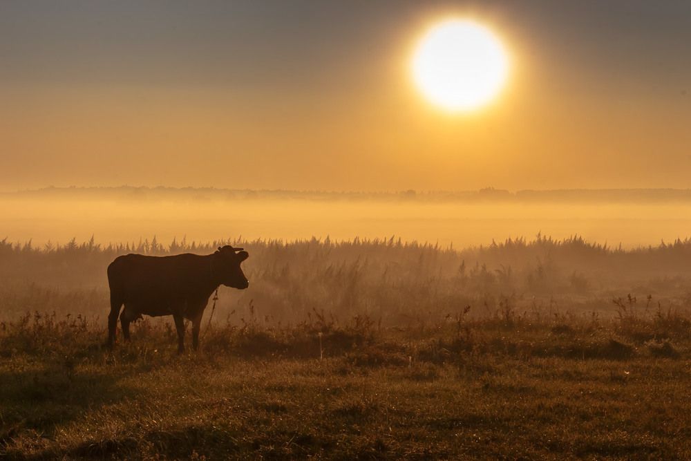 Модель на світанку.