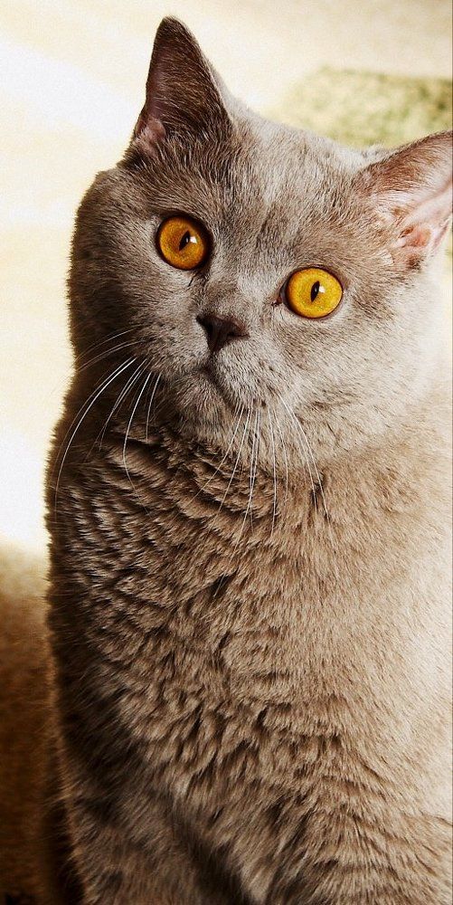 Домашний любимец