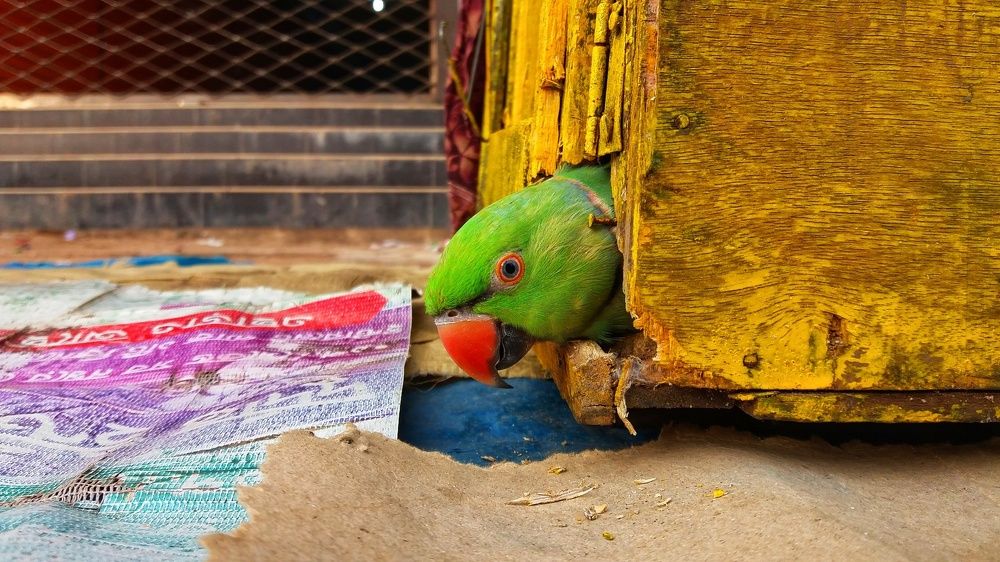 God loved the birds and created trees, Human loved the birds and created cages.