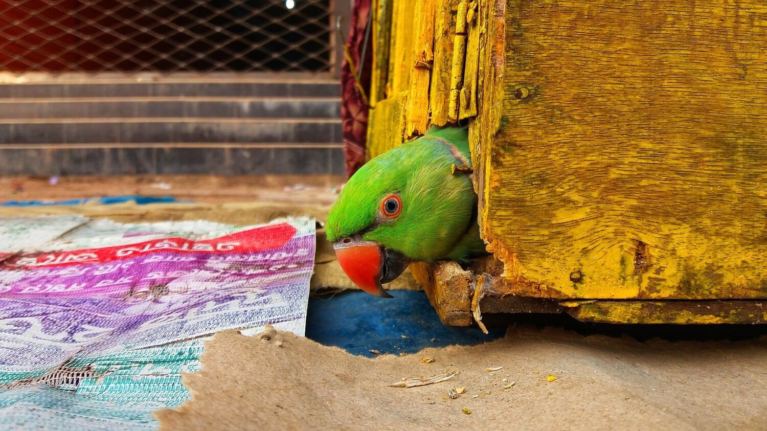 God loved the birds and created trees, Human loved the birds and created cages.