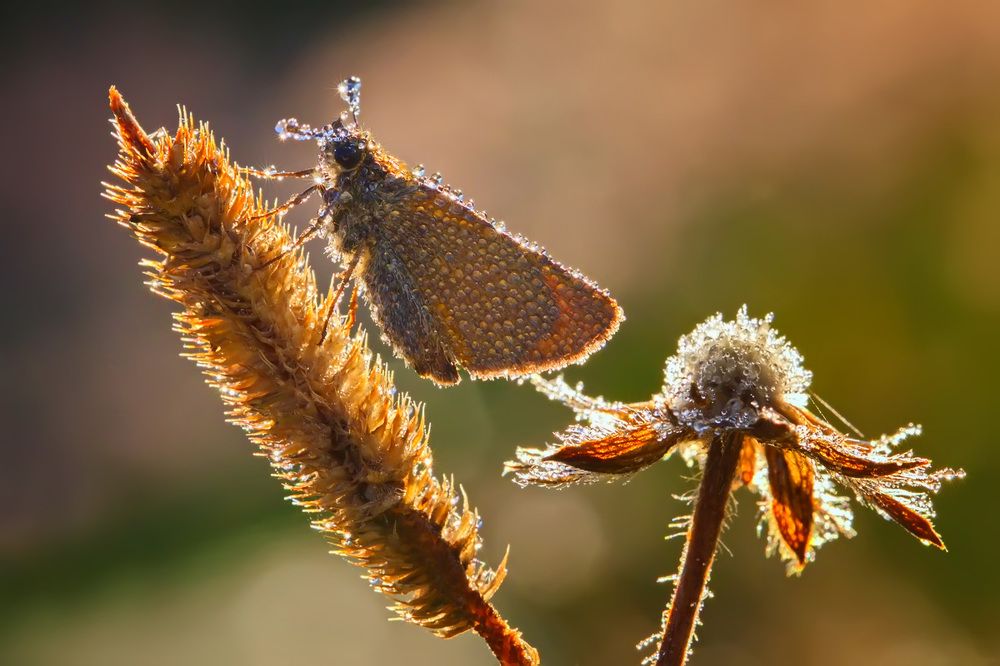 Утренняя композиция