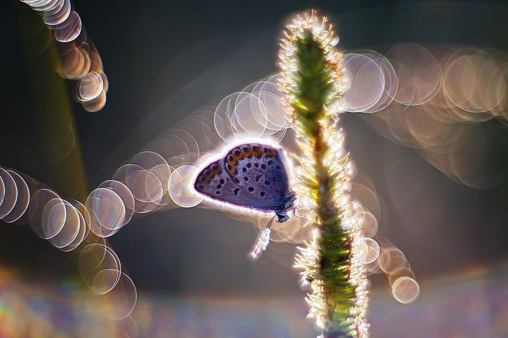 В утреннем сиянии