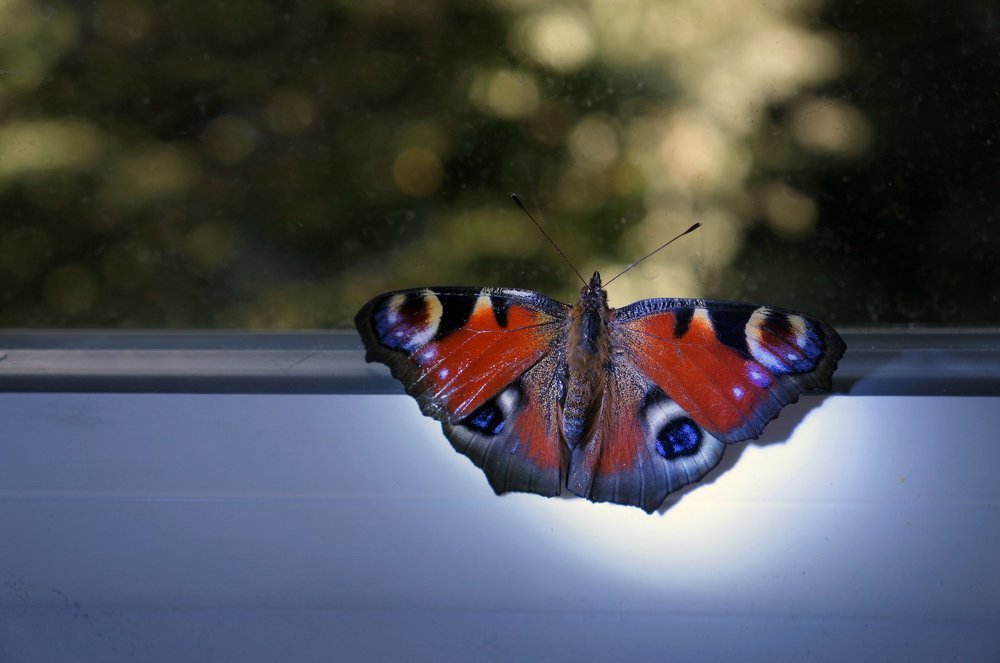 Шоколадница