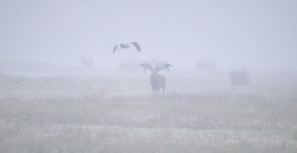 Red deer and blue heron