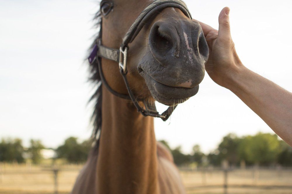 Я люблю свою лошадку
