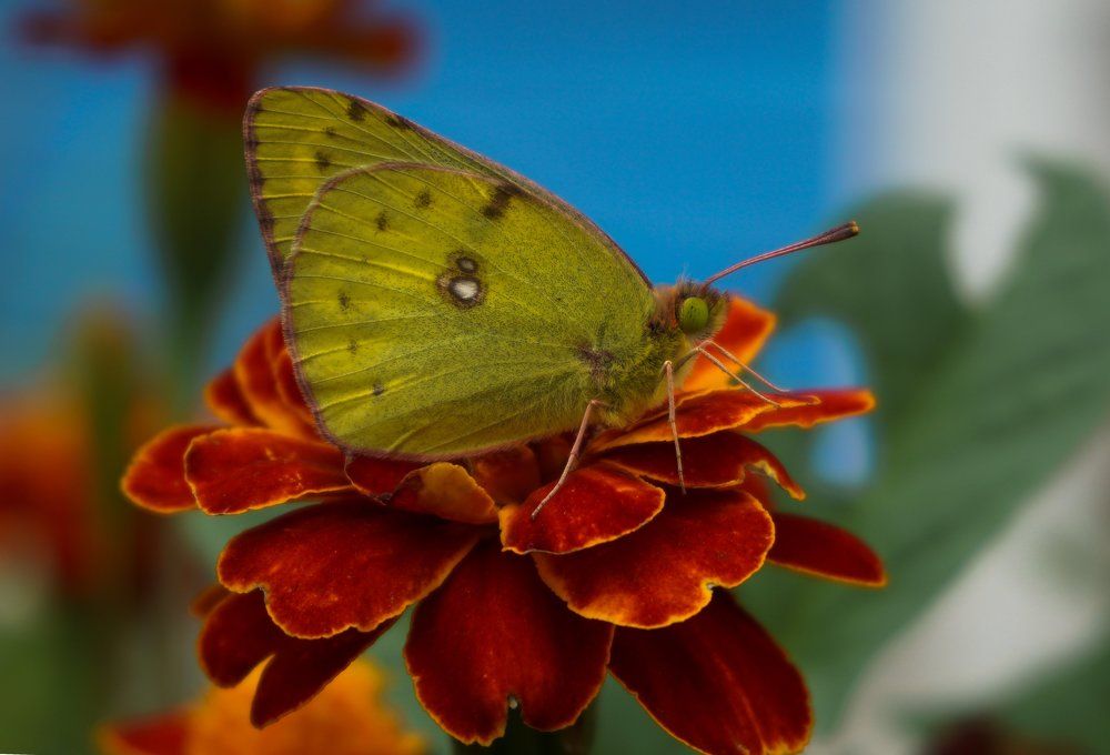 Зеленоглазка