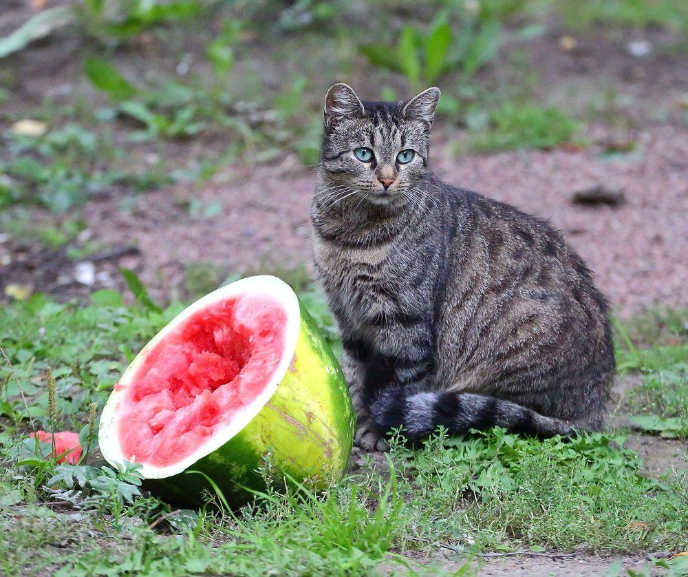С арбузом