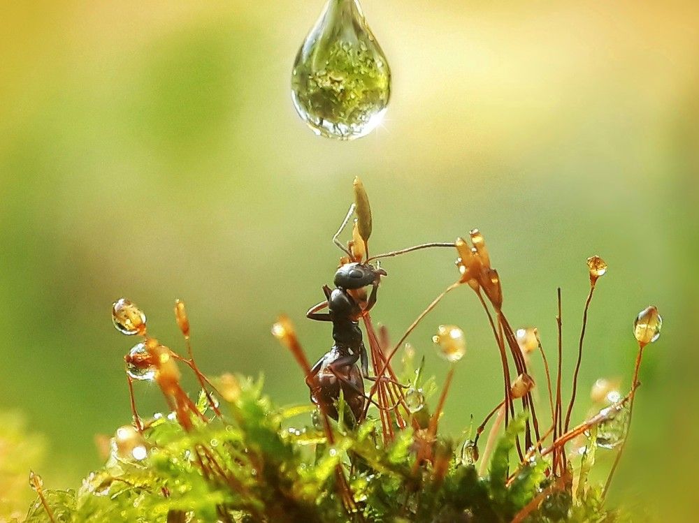 Утренний дозор