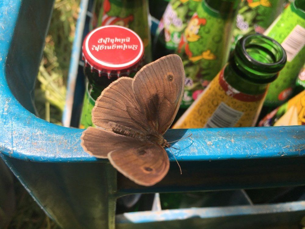 Butterfly