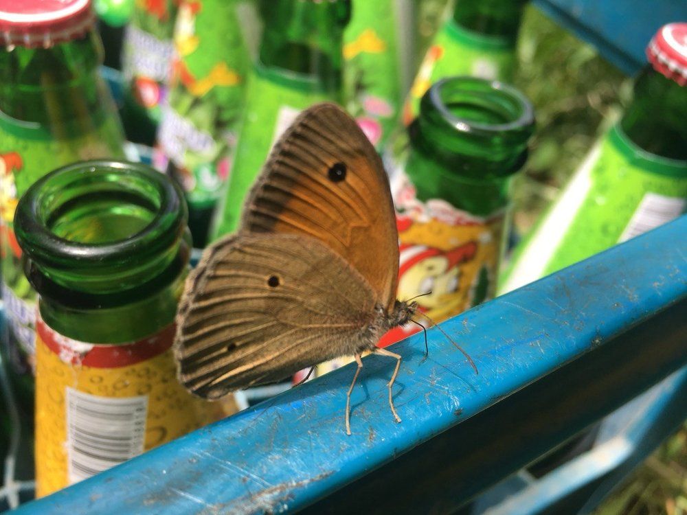 Butterfly