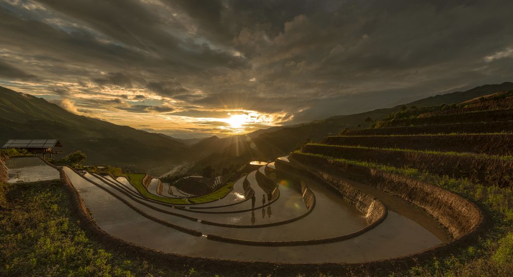 afternoon on the rice field