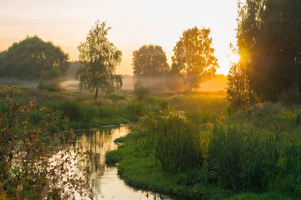 первый туман