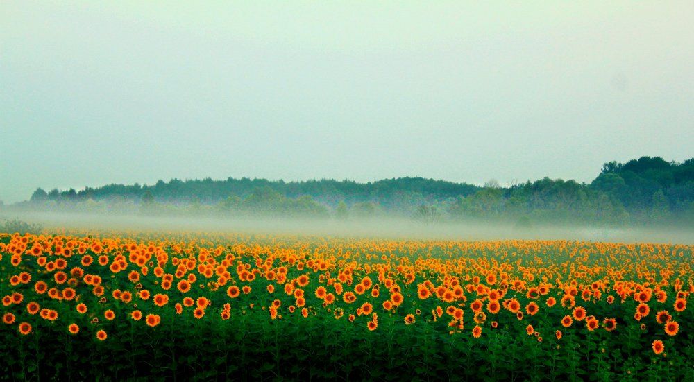 Подсолнухи в тумане